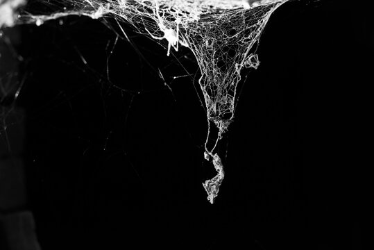 spiderweb on a dark background