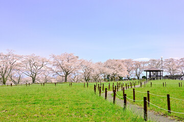 Fototapeta premium さわやかな宮城の桜