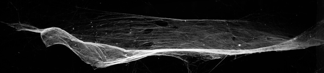 spiderweb on a dark background