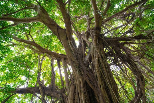 ガジュマルの木」の写真素材 | 4,509件の無料イラスト画像 | Adobe Stock