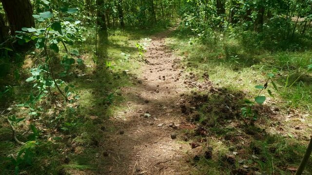 Panoramic view of path in the forest covered with strobiles. Nice russian nature