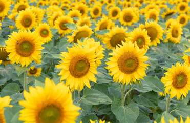 Fototapeta na wymiar Beautiful summer day over sunflowers field