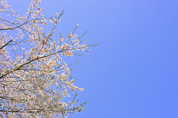 さわやかな宮城の桜