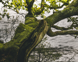 A tree overhanging Derwent Waters.