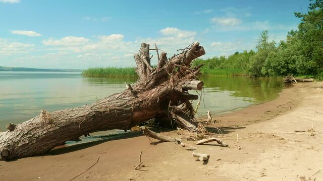 Roots of old dry tree on shore of river. View of calm water of river and blue sly