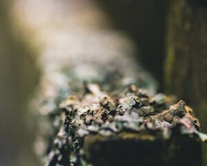 Lichen growing on a fence.