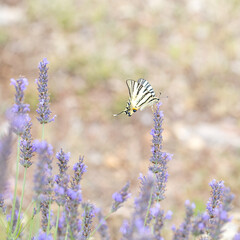 Papillon Flambé sur la lavande en Provence, France. Macrophotographie.