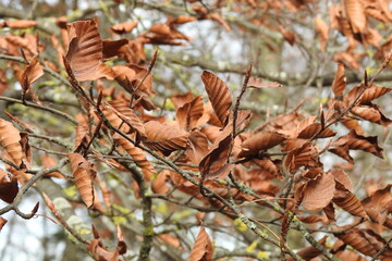 Herbst, Baum, Blätter