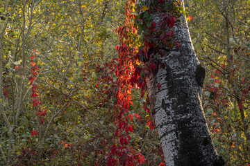 Red autumn leaves of Parthenocissus quinquefolia (Virginia creepers, Victoria creepers, five-leaf ivy) on blurred background. Selective focus. Leaves glow red in bright rays of autumn sun.