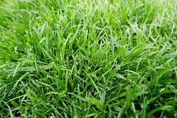 Fototapeta na wymiar Close up of fresh thick grass with water drops in the early morn