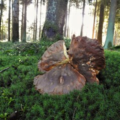 Pilz, mushroom, grzyb © Marta