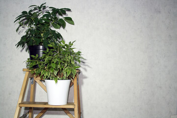 Pot with green plant on wooden floor in room.