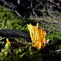 Pilz, mushroom, grzyb © Marta