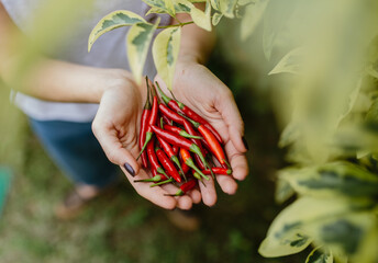 Red hot peppers in the hands of a woman in the garden