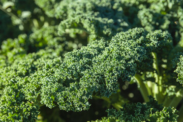 Kale leaf close up