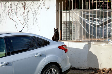black cat guards the car