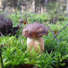 Pilt, mushroom, grzyb