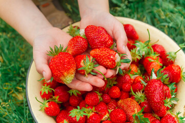 A handful of red ripe strawberries in your hands. Strawberries are collected from a Bush and lying in a plate.