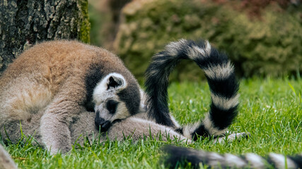 Lemur