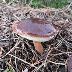 Pilt, mushroom, grzyb © Marta