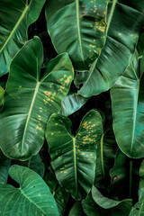 green leaves background