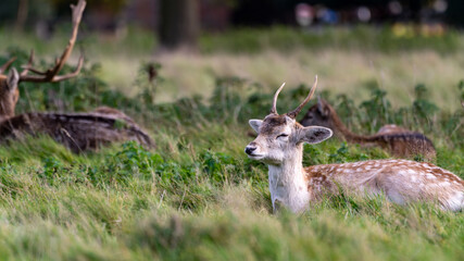 Deer sitting down in the grass