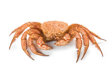 fresh cooked crab quadrangular hairy or red crab isolated on white background