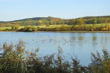 Wildgänse, Lanschaft, See, Herbst, Natur, Wald, Bäume