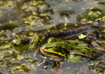 Sideview of a green frog in lake