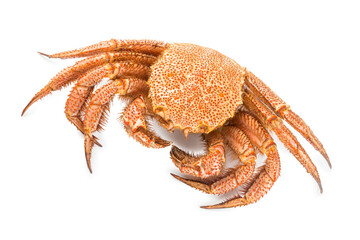fresh cooked crab quadrangular hairy or red crab isolated on white background