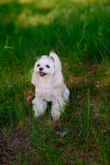 White maltese dog in the grass outdoors
