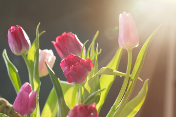  beautiful tulips on green background