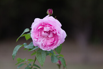 道端に咲くピンク色の薔薇の花。秋。
Pink rose flower that blooms in autumn.
Flowers blooming on the roadside.