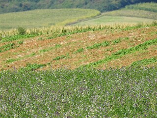 Landschaft, Felder, Natur