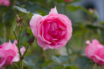道端に咲くピンク色の薔薇の花。秋。
Pink rose flower that blooms in autumn.
Flowers blooming on the roadside.