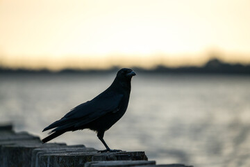 Common raven sitting on wooden trunks in front of a lake