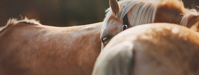 Portrait of a beautiful palomino horse with a light mane and light tail, which stands half-turned...