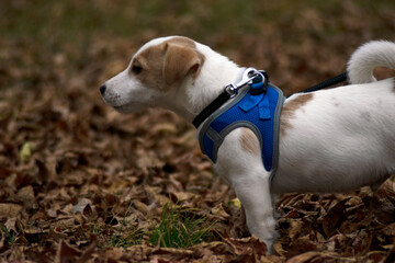Jack Russell dog stands on fallen leaves