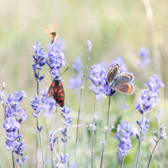 Obraz na płótnie Canvas Papillon bleu (Azuré) sur la lavande en Provence, France. Macrophotographie.