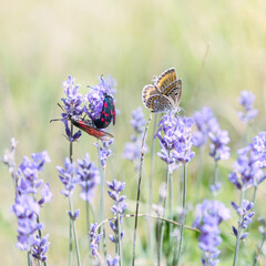 Papillon bleu (Azuré) sur la lavande en Provence, France. Macrophotographie.