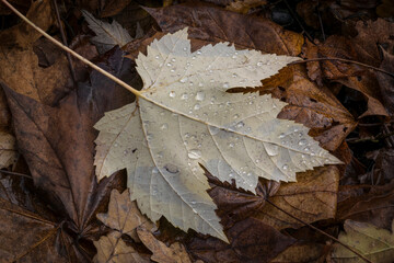 autumn leaves on the ground