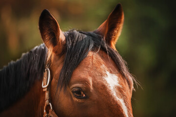 Portrait of a beautiful bay horse with a halter on its muzzle, with dark fluffy ears and long dark...