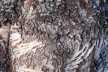 Macro on birch bark with cracks and