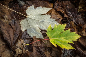 autumn leaves on the ground