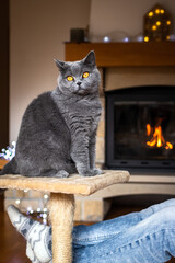 Cat sitting on pet bed in front of fireplace. British shorthair cat relaxing at cozy indoors at christmas holiday. Female legs wearing jeans and socks in home interior