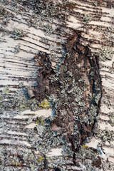 Black cracks on birch with lichen