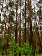 Obraz premium Tannen