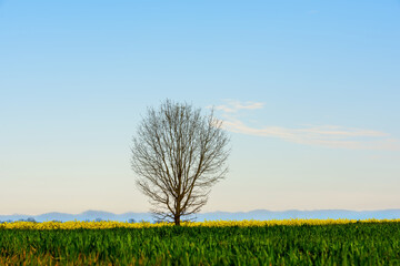spring yellow flowering rapeseed fields and green winter crops and lonely tree. Spring landscape.