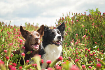 two border collies are lying in crimson clover. It was so tall so he must jump.