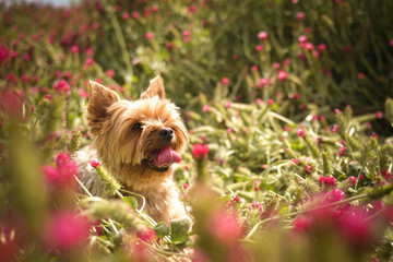 Small dog of yorkshire is lying in crimson clover. It was so tall so he must jump.